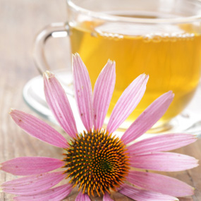 echinacea 