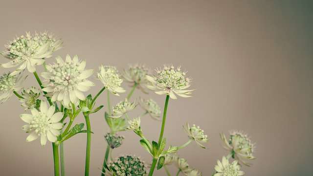 একটি carnation এর উপকারিতা